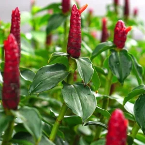 Red Button Ginger Live Plant - Costus woodsonii - 5-8