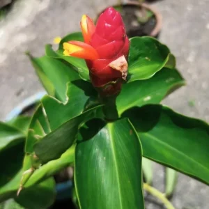 Red Button Ginger Live Plant - Costus woodsonii - 5-8