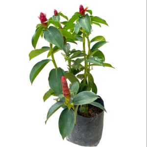 Red Button Ginger Live Plant - Costus woodsonii - 5-8