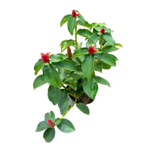 Red Button Ginger Live Plant - Costus woodsonii - 5-8" Tall Tropical - Image 1