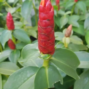 Red Button Ginger Live Plants - Set of 2, 5-8 Inch Tall, Costus woodsonii, Tropical Outdoor - Image 6