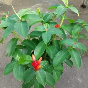 Red Button Ginger Live Plants - Set of 2, 5-8 Inch Tall, Costus woodsonii, Tropical Outdoor - Image 7