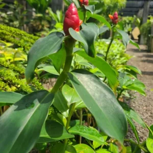 Red Button Ginger Live Plants - Set of 2, 5-8 Inch Tall, Costus woodsonii, Tropical Outdoor - Image 8