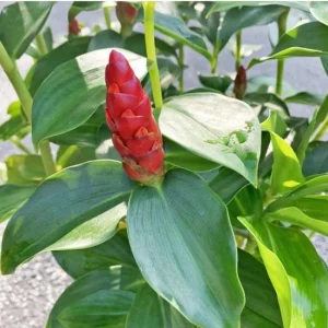 Red Button Ginger Live Plants - Set of 2, 5-8 Inch Tall, Costus woodsonii, Tropical Outdoor - Image 9