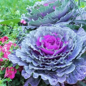Red Cabbage Live Plant - Ornamental & Edible - 4 Inch Pot - Outdoor - Image 6