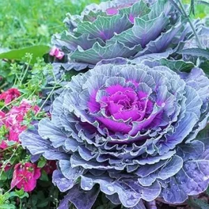 Red Cabbage Live Plant - Ornamental & Edible - 4 Inch Pot - Outdoor - Image 7