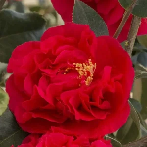 Red Camellia Japonica Live Plant - Large Flowers, 4 Inch Pot, 5-10 Inches Tall - Image 1