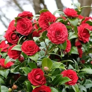 Red Camellia Live Plant - 4" Pot, 6-12 Inches Tall, Outdoor Shrub - Image 2