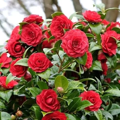 Red Camellia Live Plant - 4" Pot, 6-12 Inches Tall, Outdoor Shrub - Image 3