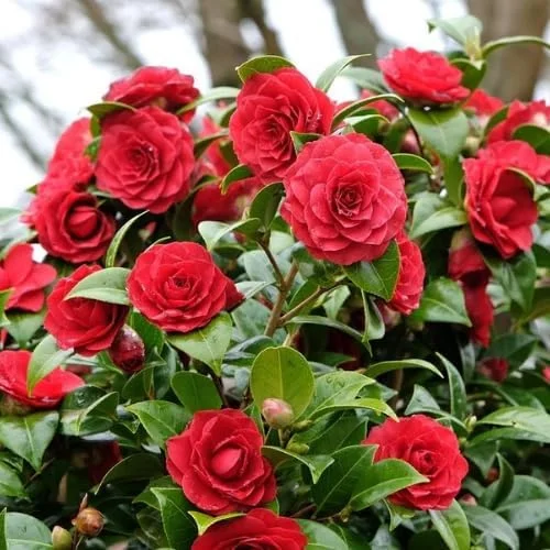 Red Camellia Live Plant - 4" Pot, 6-12 Inches Tall, Outdoor Shrub - Image 5