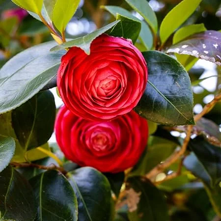 Red Camellia Live Plant – Camellia Japonica Bush – 5-10 Inches Tall – 4 Inch Pot – Outdoor - Image 5