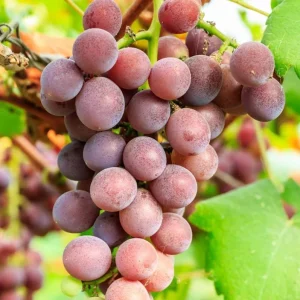Red Catawba Grape Vine Live Plant - Giant Fruit Starter Vitis Labrusca 5-7 Inch Tall - Image 5