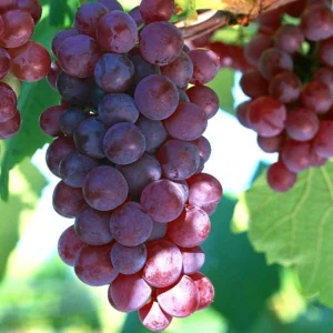 Red Catawba Grape Vine Live Plant - Giant Fruit Starter Vitis Labrusca 5-7 Inch Tall - Image 6