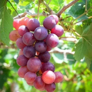 Red Catawba Grape Vine Live Plant - Giant Fruit Starter Vitis Labrusca 5-7 Inch Tall - Image 7