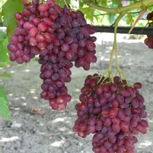 Red Catawba Grape Vine Live Plant - Vitis Labrusca Fruit Starter, 5-7" Tall - Image 2