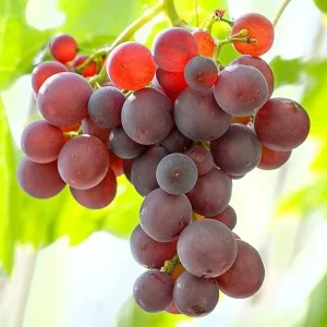 Red Catawba Grape Vine Live Plant - Vitis Labrusca Fruit Starter, 5-7