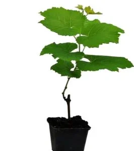 Red Catawba Grape Vine Live Plant - Vitis Labrusca Fruit Starter, 5-7