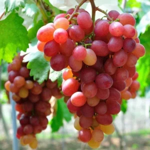 Red Catawba Grape Vine Live Plant - Vitis Labrusca Fruit Starter, 5-7" Tall - Image 1