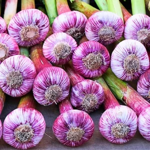 Red Chesnok Hardneck Garlic Bulbs for Planting - 1 Pound, Cold Hardy - Image 7