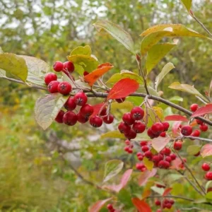 Red Chokeberry Plant - Aronia Berry Shrub 6-12 Inch Tall, 2.5 Inch Pot - Image 4