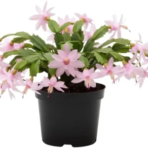 Red Christmas Cactus Live Plant in 2 Inch Pot - Vibrant Holiday Blooms - Image 10