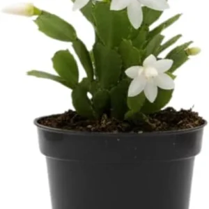 Red Christmas Cactus Live Plant in 2 Inch Pot - Vibrant Holiday Blooms - Image 2