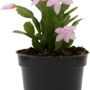 Red Christmas Cactus Live Plant in 2 Inch Pot - Vibrant Holiday Blooms - Image 3