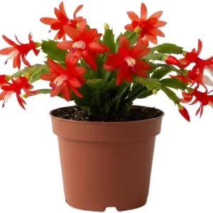 Red Christmas Cactus Live Plant in 2 Inch Pot - Vibrant Holiday Blooms - Image 4