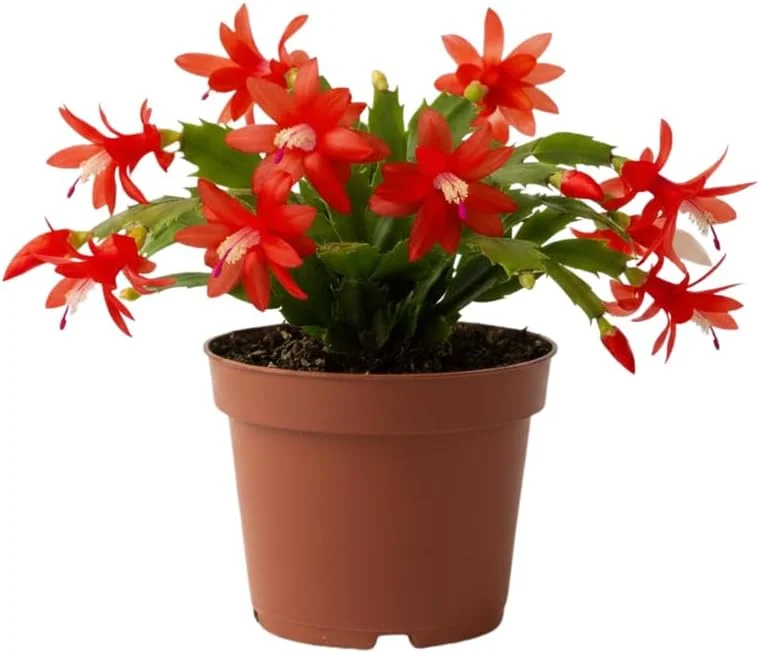Red Christmas Cactus Live Plant in 2 Inch Pot - Vibrant Holiday Blooms - Image 4