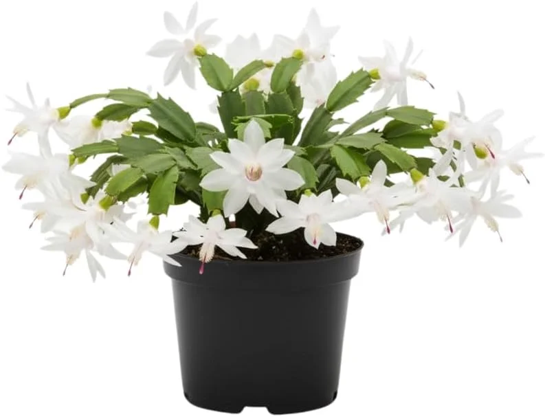 Red Christmas Cactus Live Plant in 2 Inch Pot - Vibrant Holiday Blooms - Image 5