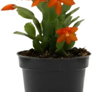 Red Christmas Cactus Live Plant in 2 Inch Pot - Vibrant Holiday Blooms - Image 7