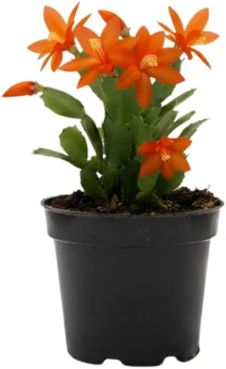 Red Christmas Cactus Live Plant in 2 Inch Pot - Vibrant Holiday Blooms - Image 7