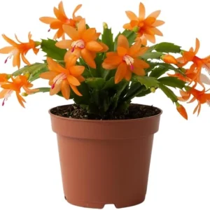 Red Christmas Cactus Live Plant in 2 Inch Pot - Vibrant Holiday Blooms - Image 8