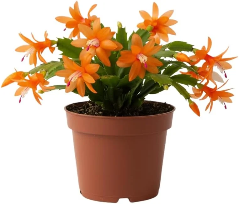 Red Christmas Cactus Live Plant in 2 Inch Pot - Vibrant Holiday Blooms - Image 8