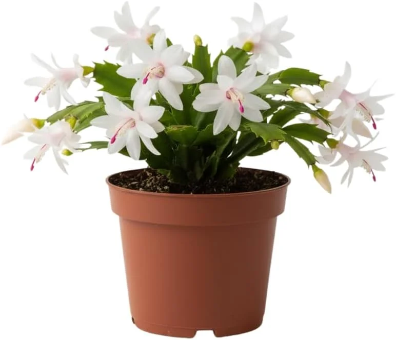 Red Christmas Cactus Live Plant in 2 Inch Pot - Vibrant Holiday Blooms - Image 9