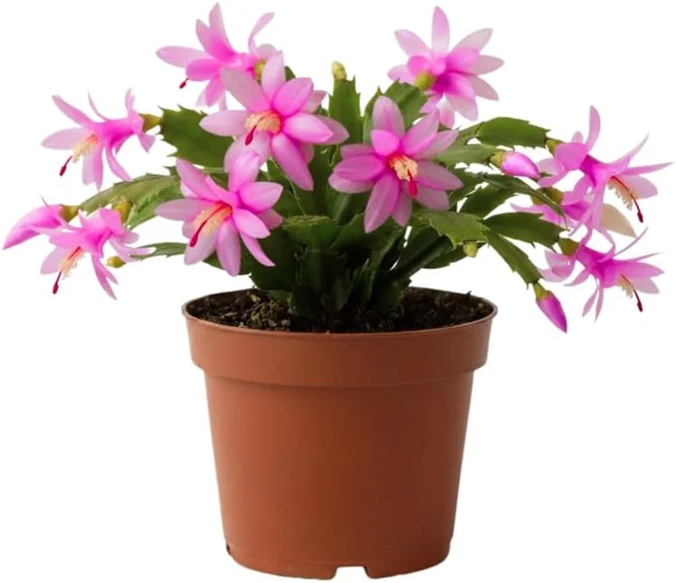 Red Christmas Cactus Live Plant in 2 Inch Pot - Vibrant Holiday Blooms - Image 1