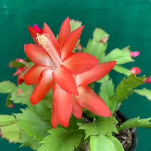 Red Christmas & Thanksgiving Cactus Live Plant – Schlumbergera Flower Starter Plant – 4-6