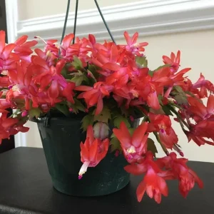 Red Christmas & Thanksgiving Cactus Live Plant – Schlumbergera Flower Starter Plant – 4-6