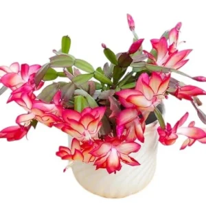Red Christmas & Thanksgiving Cactus Live Plant – Schlumbergera Flower Starter Plant – 4-6
