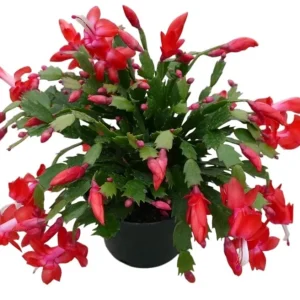 Red Christmas & Thanksgiving Cactus Live Plants - 2 Pots, 4-6" Tall Schlumbergera for Holiday Blooms - Image 1