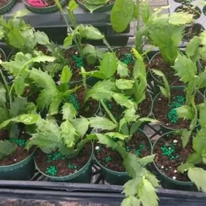 Red Christmas & Thanksgiving Cactus Live Plants - 2 Pots, 4-6