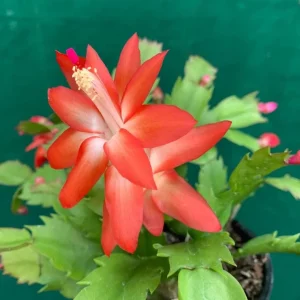 Red Christmas & Thanksgiving Cactus Live Plants - 2 Pots, 4-6
