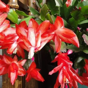 Red Christmas & Thanksgiving Cactus Live Plants - 2 Pots, 4-6