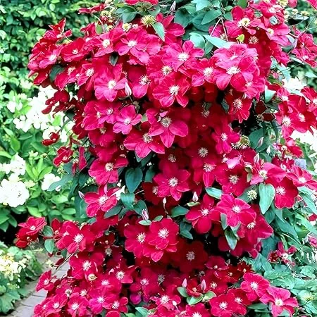 Red Clematis Live Vine Plant - Perennial Flower for Garden, 2.5 Inch Pot - Image 1