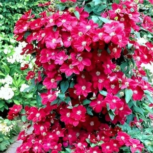 Red Clematis Live Vine Plant - Perennial Flower for Garden, 2.5 Inch Pot - Image 5