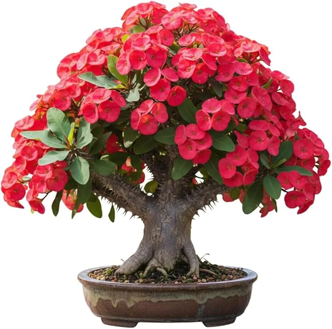 Red Crown of Thorns Live Plant – Euphorbia Milii – 3-5 Inch Tall – Indoor/Outdoor - Image 2