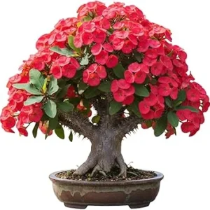 Red Crown of Thorns Live Plant – Euphorbia Milii – 3-5 Inch Tall – Indoor/Outdoor - Image 3