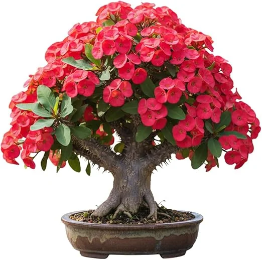 Red Crown of Thorns Live Plant – Euphorbia Milii – 3-5 Inch Tall – Indoor/Outdoor - Image 4