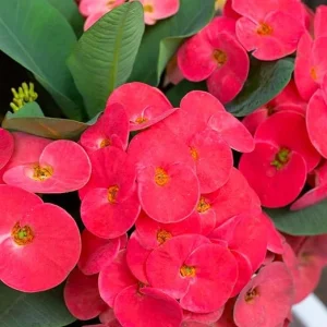 Red Crown of Thorns Live Plant - Euphorbia Milii - 4 Inch Pot - Indoor/Outdoor - Image 3