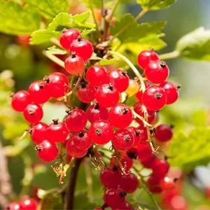 Red Currant Bush Live Plant – 1 Year Bare Root Berry Plant – 6-8 ft Tall – Full Sun Outdoor - Image 7